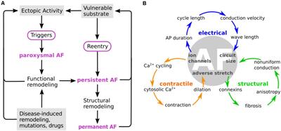 Computational Modeling of Electrophysiology and Pharmacotherapy of Atrial Fibrillation: Recent Advances and Future Challenges